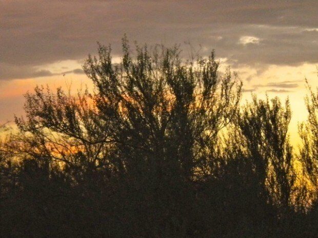 In Memoriam: Jessica Spinozzi Posel's Guide to Carefree, Arizona - 4 Sunset Trees Boulders
