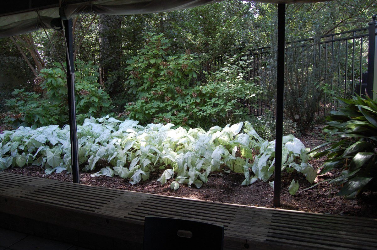 gardens cafe view from outdoor seating area
