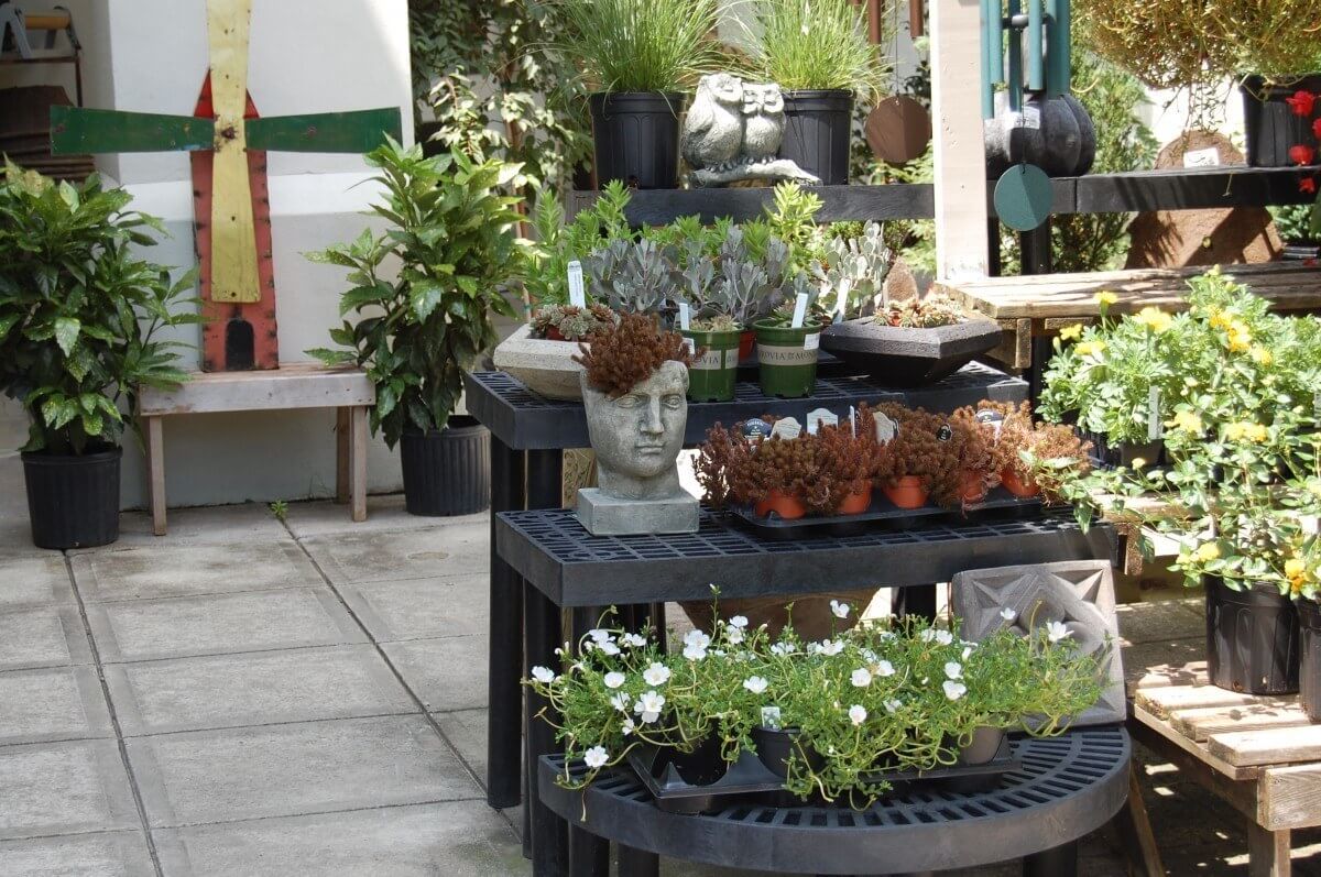 leaf and petal outdoor plants 2