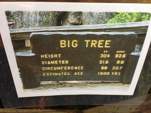 Big Tree
