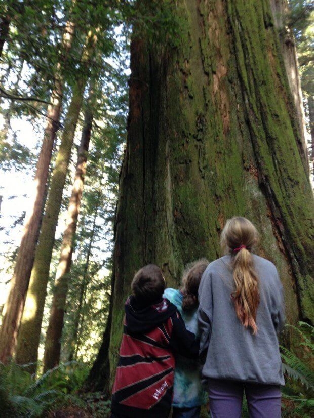 Redwood National Park, California