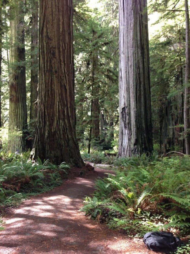 Redwood National Park, California