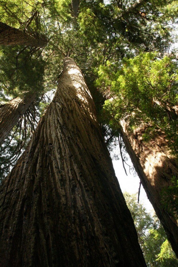Redwood National Park, California