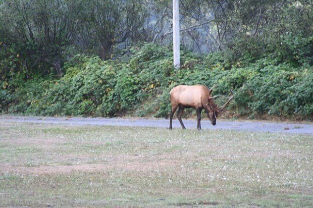 elk