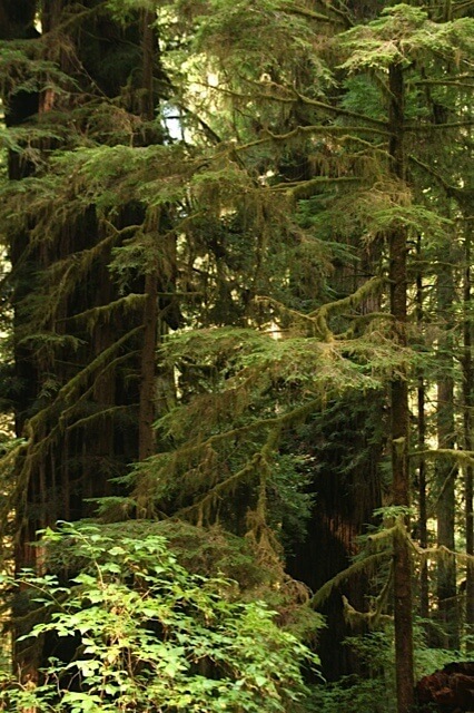moss