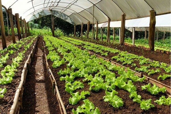 Lettuce Go Beyond the Tip of the Iceberg