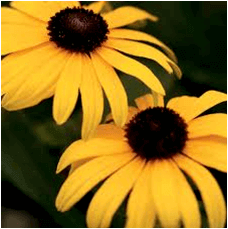 Rudbeckia_fulgidaViettes_Little_Suzy