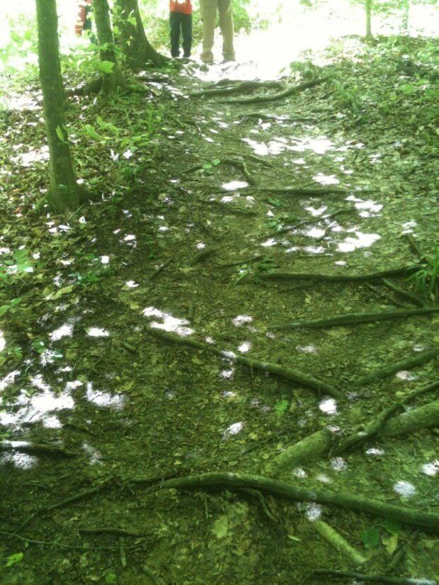 Looks like snow? It's sunlight dotting the tree-lined trail.