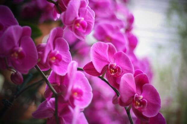 Vibrant Purple Orchids in the Fuqua Orchid Center
