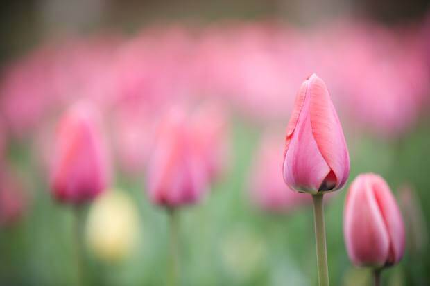 Tulips emerge at the Atlanta Botanical Garden.