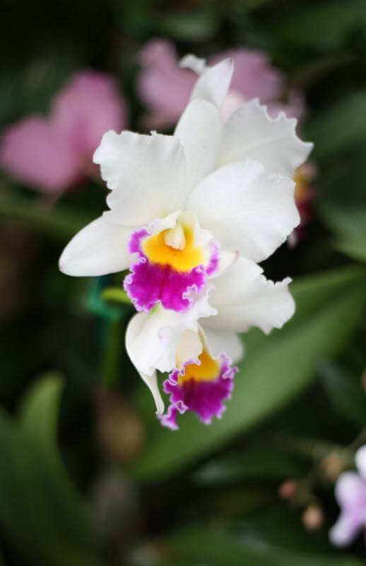 Fuqua Orchid Center, Atlanta Botanical Garden