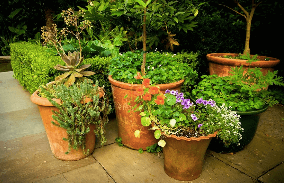 Page Duke: Container Gardens