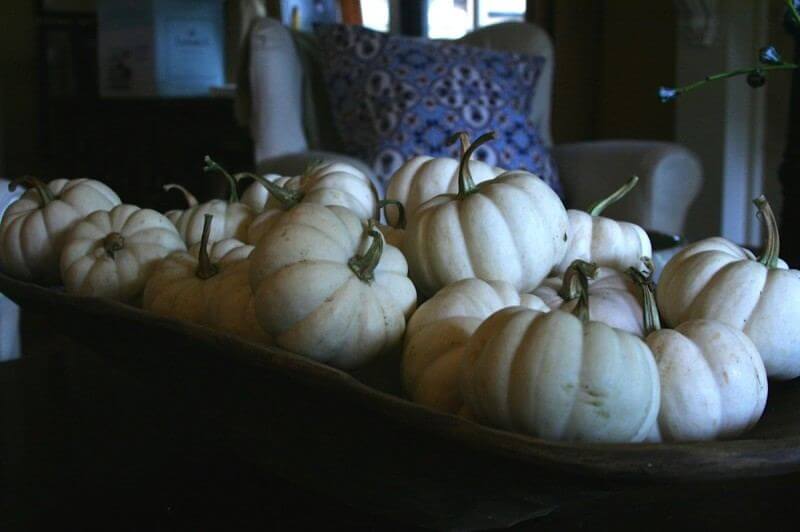 white baby pumpkins