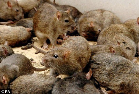 Mice: be more afraid of what the they leave behind