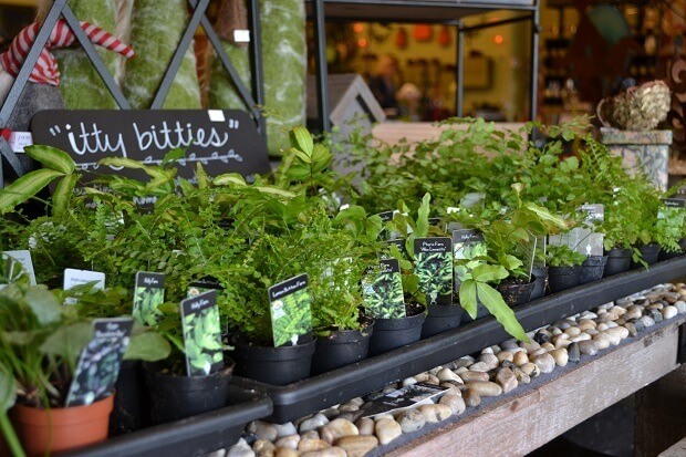 Itty bitties for your own personal size garden. $2.75 each at The Secret Garden