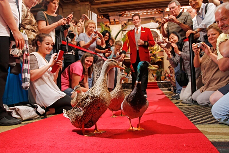 The famous duck march at The Peabody | Image credit: The Peabody