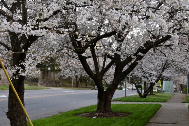 Nashville’s Prettiest 4-Mile Walk to See Cherry Trees in Bloom