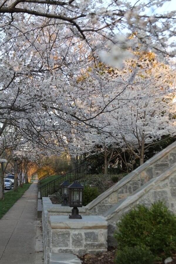 Cherry Blossoms trees in Nashville