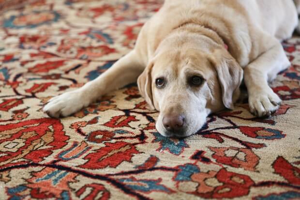 Sabrina, Emily’s rescue dog and domestic environmental consultant, wait patiently for the next outdoor staff meeting.