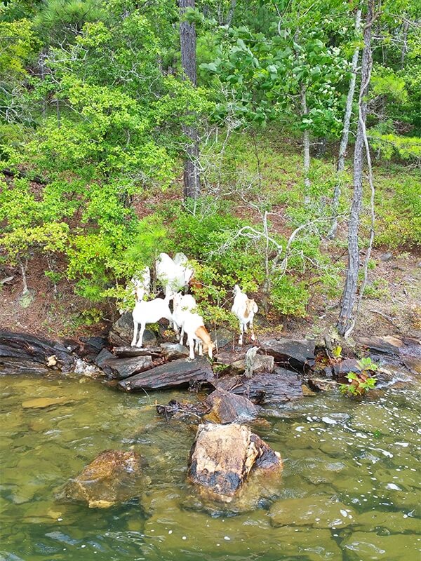 Goat Island at Lake Martin, AL