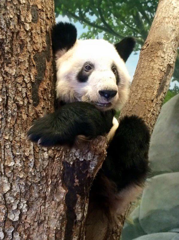 pandas!