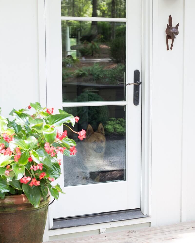 Renard (French for "fox") is peeking through the window. The fox door knocker was selected in honor of him.
