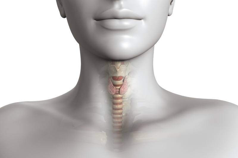 Are You Tired? Struggling with Weight? Perhaps It’s Your Thyroid