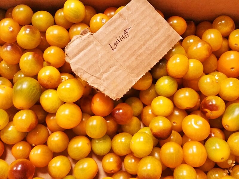 "Every day at least one or two purveyors come in and see us. We're all friends. We've all known each other for years," says Mike. His farmer friend from Habersham Farms in Mentone, Alabama, delivered tomatoes and left an extra bonus batch of indica-gold cherry tomatoes for his chef friend. He scrawled "lagniappe" to signify that this batch was a gift. 