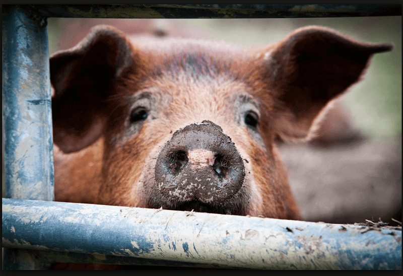 Top Shelf Farms on Louisville Menus
