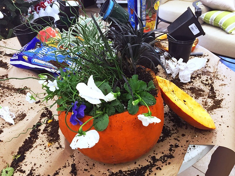 StyleBlueprint Atlanta Pike Nurseries pumpkin planter