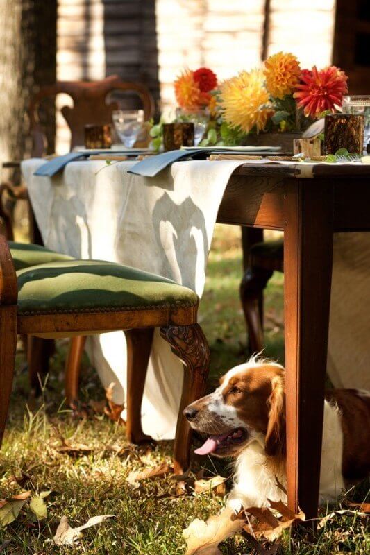 Jagger the dog has found his ideal spot in the shade under the antique dining table.