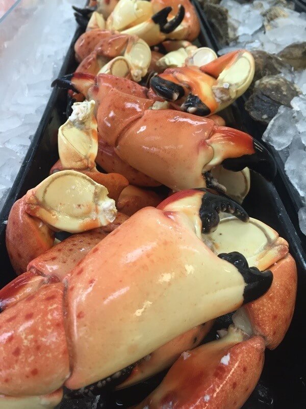 stone crab