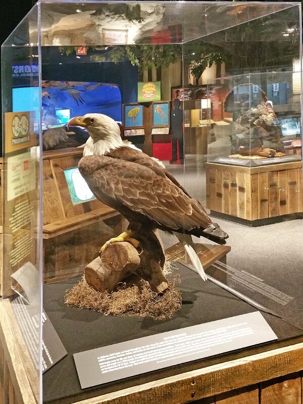 Learn about the birds of Alabama at the McWane Science Center. McWane Science Center
