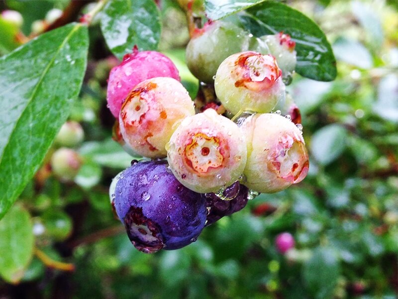 Mentone blueberries! blueberries