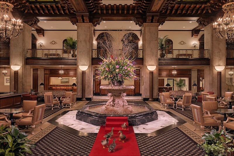 The Peabody ducks take to the red carpet in the hotel lobby.