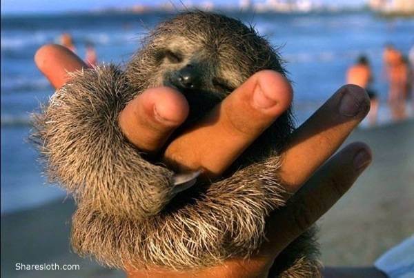 Who doesn’t want this?! Baby sloths are known to just cling to you and fall asleep.