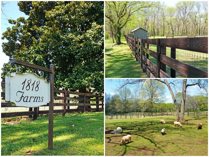 Named for the year of Mooresville's incorporation, 1818 Farms is home to sheep, goats, chickens, dogs and pot bellied pigs. the farm produces, goat's milk bath tea, lavender soaking salts, bath truffles, fresh eggs from pastured chickens, wool from Babydoll sheep, heirloom vegetables and cut flowers. 