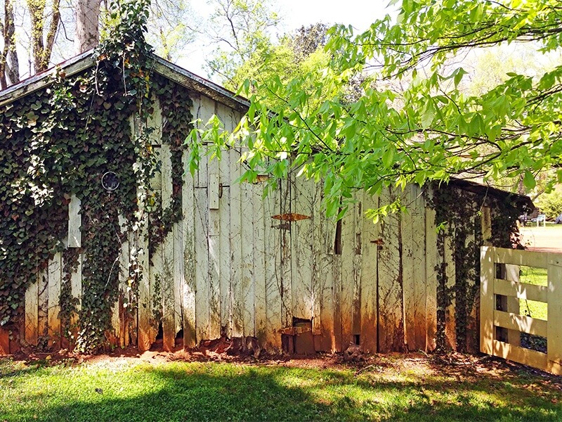 An old shed is cloaked in vines and red Alabama dirt, lending it a quintessentially Southern patina.