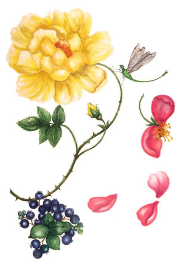 A floral watercolor by Carolyne
