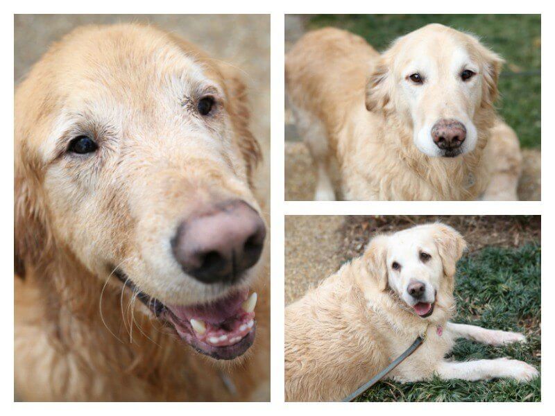 sb-atlanta-faces-laurengenkinger-dogs