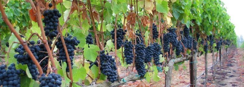SB-SE-vineyards-labelleamie