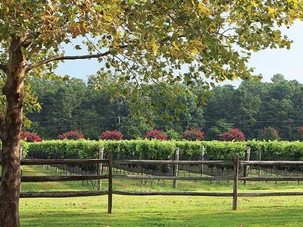 SB-SE-williamsburg_winery_vineyard