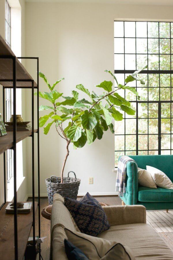 "There really couldn't be a better spot for the fiddle leaf fig tree," says Caroline. "I love unique plants, but do not have a green thumb. My husband is still surprised it's alive."