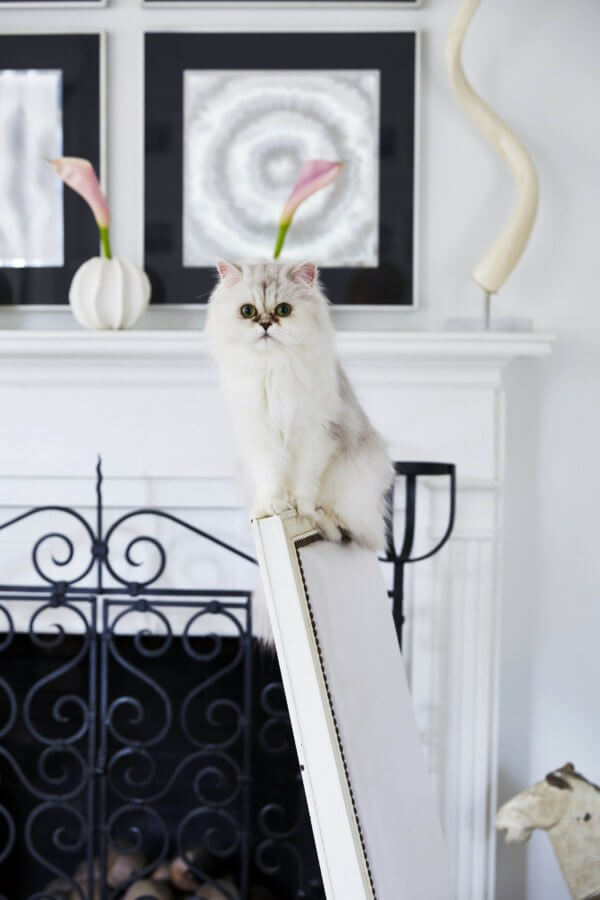 The homeowner's cat fits perfectly into the room's color palette. Image: Jean Allsopp