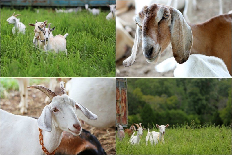 Here are just a few of the friendly, furry faces who hang around Little Seed Farm.
