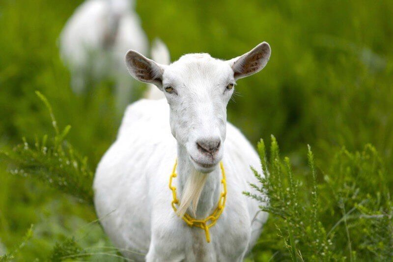 Tennessee’s Little Seed Farm is Built on Love, Sustainability and … Soap!