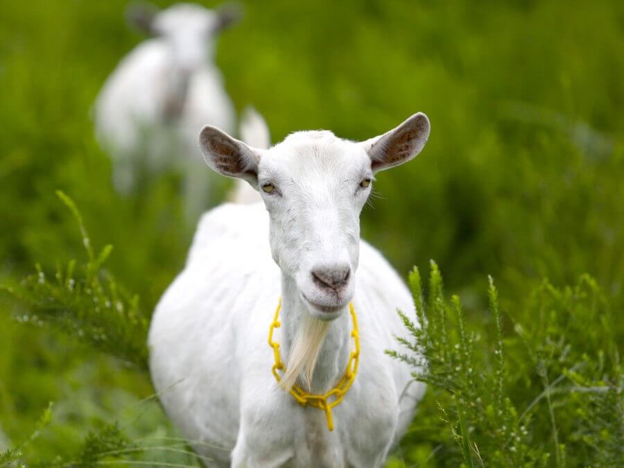 Learn about Little Seed Farm and the art of soap making! 