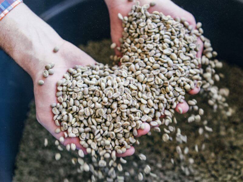 Not the color you expect Coffee beans are ‘green’ when they arrive at Good Folks Coffee. The roasting process gives the beans the dark brown color we are used to seeing