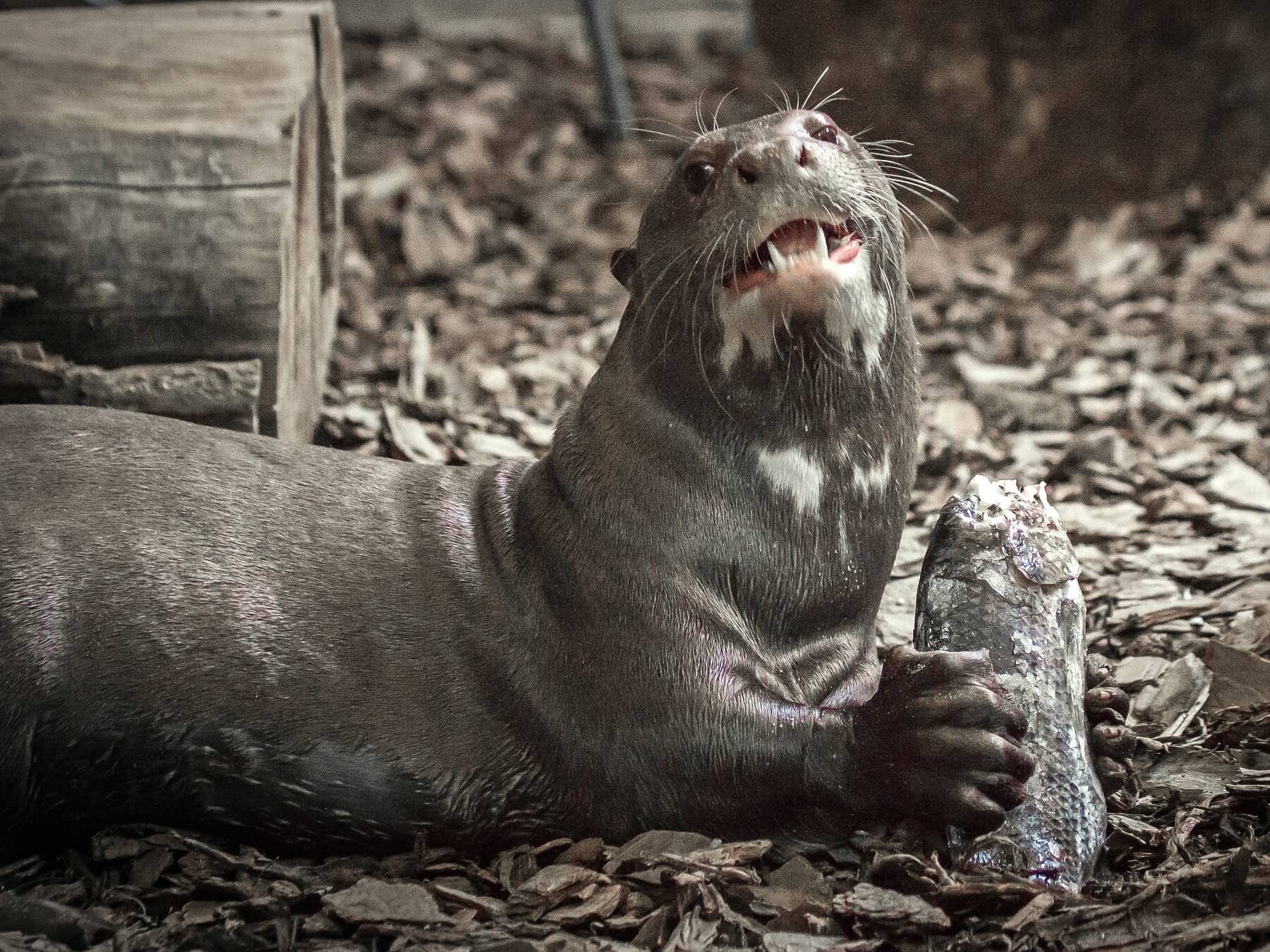 "Giant otters are amazing in the wild. They have a group mentality and can fight off jaguars," says Dane.
