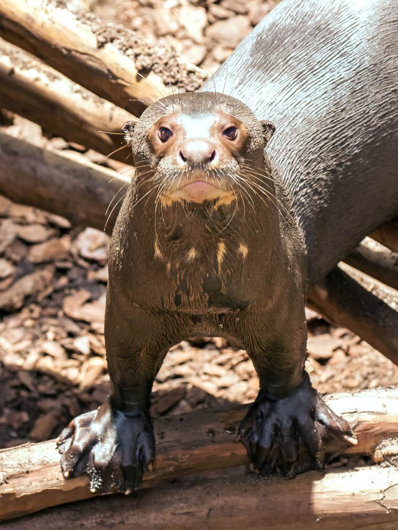 Karina the giant otter is a true Birmingham treasure!